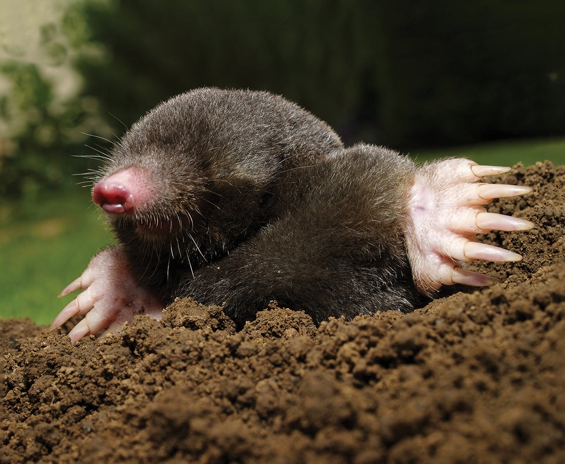 Mammalian mole